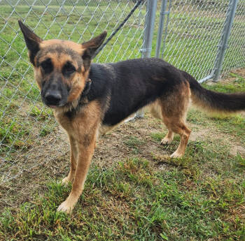 Rescue German Shepherd Dog Dogs for Adoption in Bartlesville, Oklahoma - Gracie | PetCurious