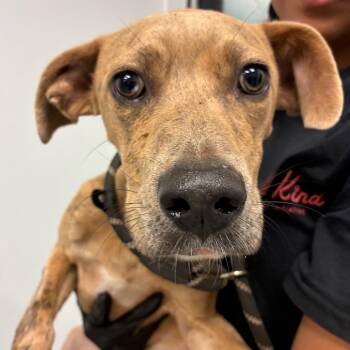 Mayfield -  Pit Bull Terrier Dog for Adoption in Abilene, Texas - Mayfield | PetCurious