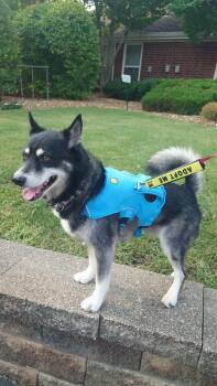 Gohan -  Shiba Inu and Siberian Husky Dog for Adoption - Gohan | PetCurious