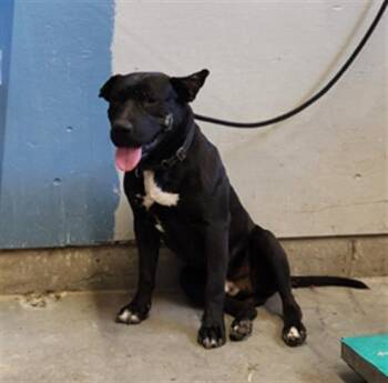 Rescue Labrador Retriever and Pit Bull Terrier Dogs for Adoption in Camarillo, California - ZORRO | PetCurious