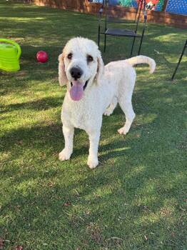 Sterling -  Standard Poodle Dog for Adoption in Temecula, California - Sterling | PetCurious