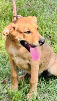Katie -  Black Mouth Cur and German Shepherd Dog Dog for Adoption in Nahunta, Georgia - Katie | PetCurious