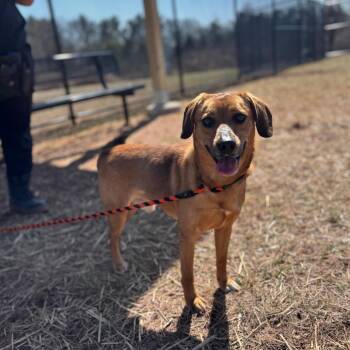 Beagle and Mixed Breed Dogs Available for Adoption in York, Pennsylvania - Buster | PetCurious