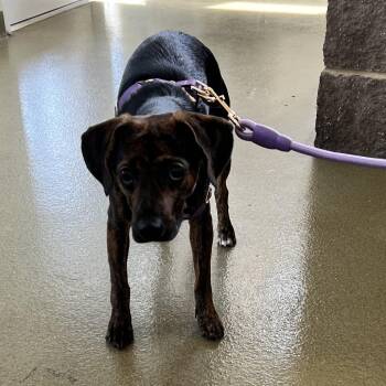 Xena -  Mixed Breed Dog for Adoption in Harrisonburg, Virginia - Xena | PetCurious