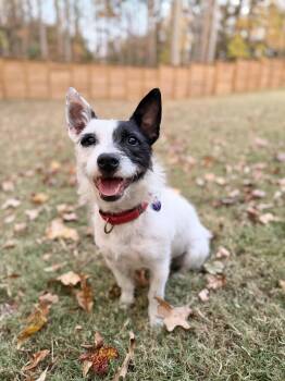 Rescue Australian Cattle Dog Blue Heeler and Wirehaired Terrier Dogs for Adoption in Sandy Springs, Georgia - Blake | PetCurious