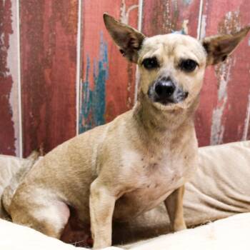 Nutmeg -  Chihuahua Dog for Adoption in Casa Grande, Arizona - Nutmeg | PetCurious