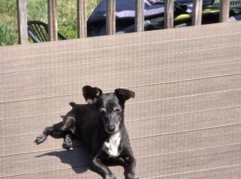 Dachshund and Jack Russell Terrier Dogs Available for Adoption - Weenie | PetCurious