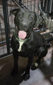 Tank -  Labrador Retriever Dog for Adoption in Muncie, Indiana - Tank | PetCurious