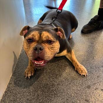 Brooklyn -  Mixed Breed Dog for Adoption in Allentown, Pennsylvania - Brooklyn | PetCurious