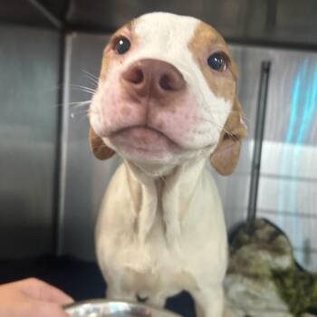 Curtis -  Mixed Breed Dog for Adoption in Allegan, Michigan - Curtis | PetCurious