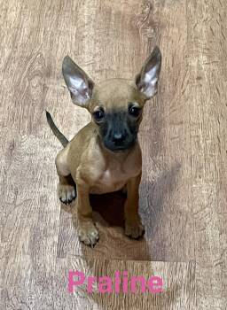 Praline -  Chihuahua and Jack Russell Terrier Dog for Adoption in Topeka, Kansas - Praline | PetCurious