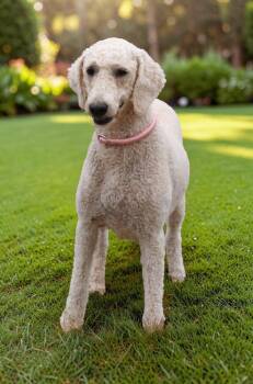 Millie -  Standard Poodle Dog for Adoption in Pulaski, Tennessee - Millie | PetCurious