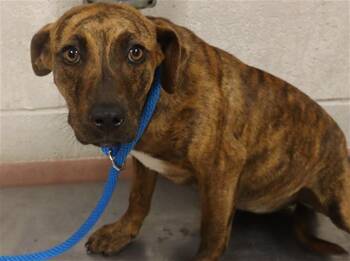 Mixed Breed Dogs Available for Adoption - BROOKE | PetCurious