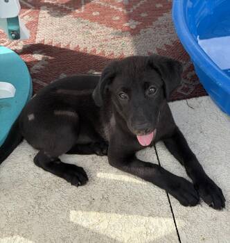 Labrador Retriever Dogs Available for Adoption in West Palm Beach, Florida - Ellie | PetCurious