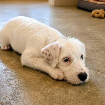 Putzie -  Miniature Schnauzer and Pointer Dog for Adoption in Tomah, Wisconsin - Putzie | PetCurious