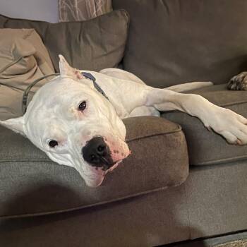 Dogo Argentino Dogs Available for Adoption - Roo | PetCurious