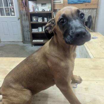 Rescue Black Mouth Cur Dogs for Adoption in Brewton, Alabama - Ruby | PetCurious