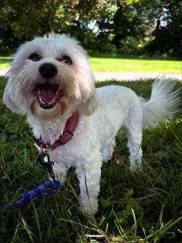 Quincy -  Maltese Dog for Adoption in Campbellsville, Kentucky - Quincy | PetCurious