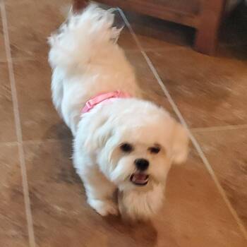 Bella -  Maltese and Shih Tzu Dog for Adoption in Santa Fe, Texas - Bella | PetCurious