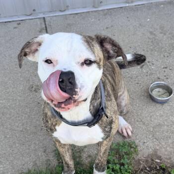 Pit Bull Terrier Dogs Available for Adoption in Logan, Ohio - Tyson | PetCurious