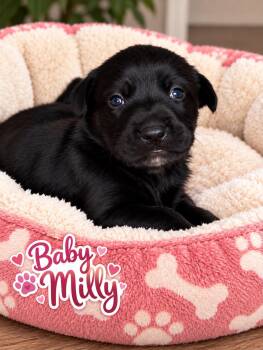 BABY MILLY GS -  Catahoula Leopard Dog Dog for Adoption in Lucas, Texas - BABY MILLY GS | PetCurious