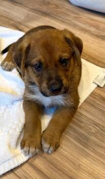 Dana -  German Shepherd Dog and Coonhound Dog for Adoption in Greenlawn, New York - Dana | PetCurious