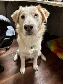Rescue Golden Retriever and Husky Dogs for Adoption in Southaven, Mississippi - LEMON | PetCurious