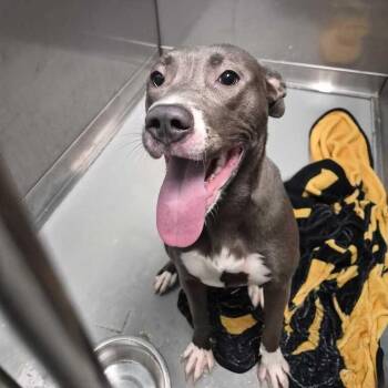 Hooplah -  Mixed Breed Dog for Adoption in Davenport, Iowa - Hooplah | PetCurious