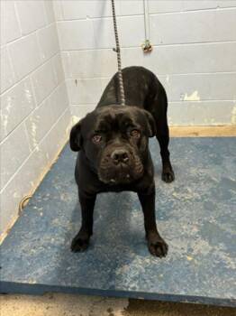 Rescue Cane Corso Dogs for Adoption in Woodland, California - PJ | PetCurious