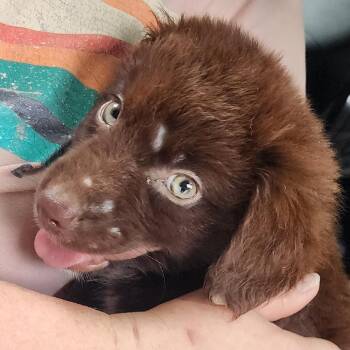 Frisco -  Mixed Breed Dog for Adoption in Charleston, West Virginia - Frisco | PetCurious