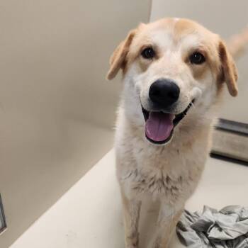 Cattle Dog and Mixed Breed Dogs Available for Adoption in Flagstaff, Arizona - Fry | PetCurious