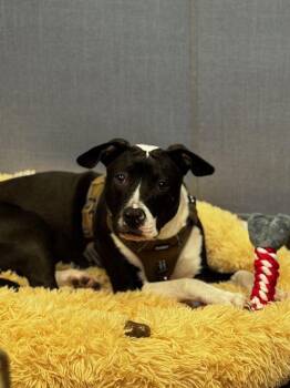 Rescue Terrier Dogs for Adoption in Hilton Head Island, South Carolina - Jack | PetCurious