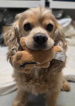 Cocker Spaniel Dogs Available for Adoption - Tucker | PetCurious