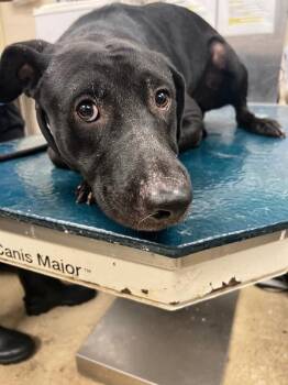 Coolio -  Mixed Breed Dog for Adoption in Mobile, Alabama - Coolio | PetCurious