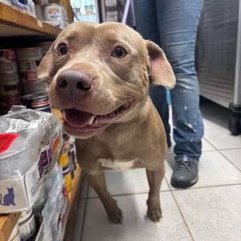 Malik Tillman -  Pit Bull Terrier Dog for Adoption in Savannah, Georgia - Malik Tillman | PetCurious
