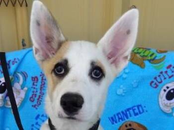 Rescue Cattle Dog and Australian Shepherd Dogs for Adoption in Butte, Montana - Heidi