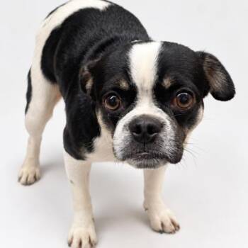 Ezra -  Pug and Mixed Breed Dog for Adoption in Seattle, Washington - Ezra | PetCurious