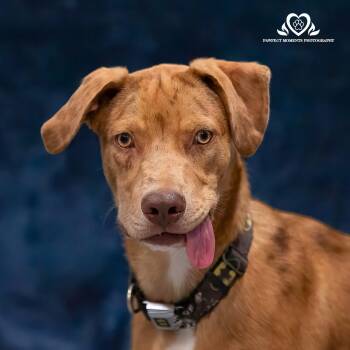 Rescue Australian Shepherd Dogs for Adoption in Houston, Texas - Secretariat | PetCurious