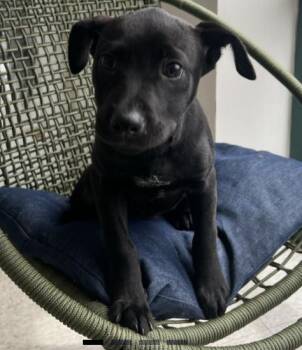 Tate -  Mixed Breed Dog for Adoption in Homewood, Illinois - Tate | PetCurious