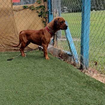 Ruger -  Labrador Retriever and Boxer Dog for Adoption in Newport, North Carolina - Ruger | PetCurious