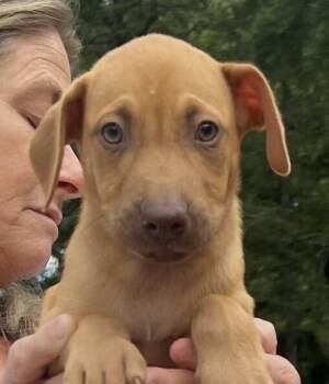 Baby Max -  Hound and Labrador Retriever Dog for Adoption in Washington, District Of Columbia - Baby Max | PetCurious