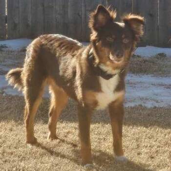 Australian Shepherd Dogs Available for Adoption - George | PetCurious