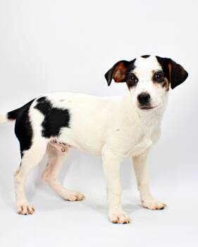Declan -  Parson Russell Terrier and Mixed Breed Dog for Adoption in Morton Grove, Illinois - Declan | PetCurious