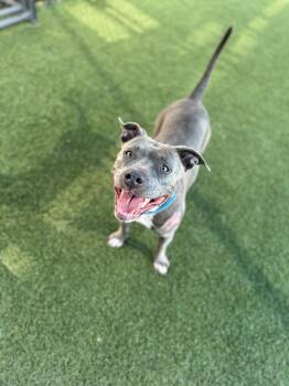 Blue --Courtesy Post. Out of town pet. See below for details-- -  Pit Bull Terrier Dog for Adoption in Eagle, Idaho - Blue --Courtesy Post. Out Of Town Pet. See Below For Details-- | PetCurious