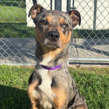 Rescue Catahoula Leopard Dog Dogs for Adoption in League City, Texas - Cheeseburger | PetCurious