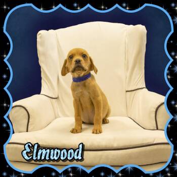 Beagle and Retriever Dogs Available for Adoption in Seagoville, Texas - Elmwood | PetCurious