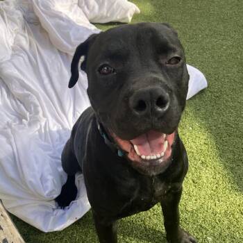 Shenzi -  Pit Bull Terrier and Boxer Dog for Adoption in Binghamton, New York - Shenzi | PetCurious
