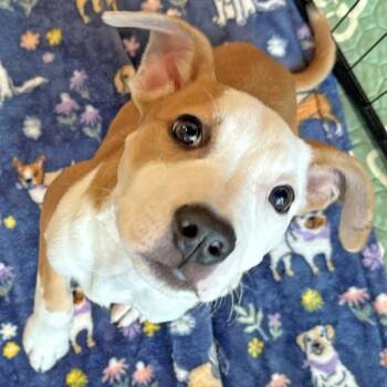 Harley -  American Staffordshire Terrier Dog for Adoption in Walnut Creek, California - Harley | PetCurious