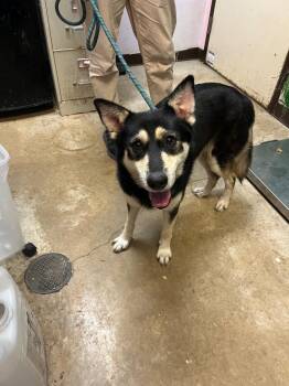 Thumper -  German Shepherd Dog and Siberian Husky Dog for Adoption in New Braunfels, Texas - Thumper | PetCurious