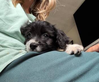 David -  Mixed Breed and Dachshund Dog for Adoption in Spokane, Washington - David | PetCurious